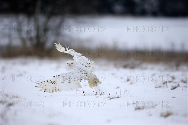 Snowy Owl