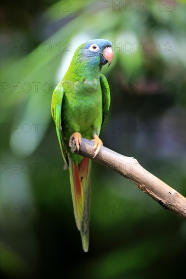 Sharp-tailed Parakeet