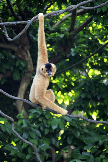 Southern Yellow-cheeked Crested Gibbon