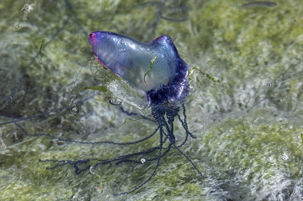 Portuguese Man O' War