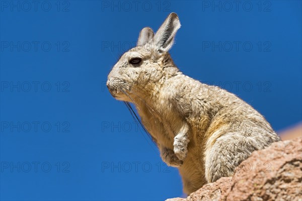 Southern Viscacha