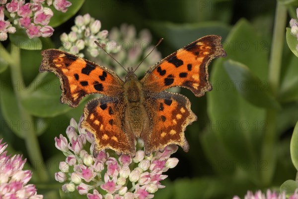 Comma Butterfly