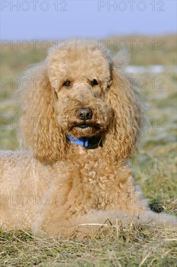 Large poodle