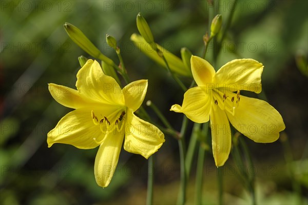 Yellow Daylily