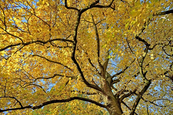 Tulip tree