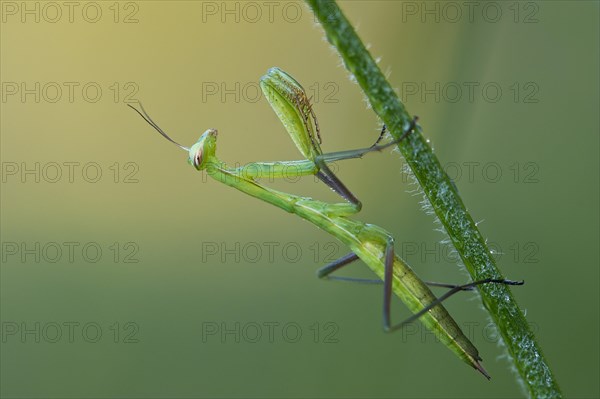 European mantis