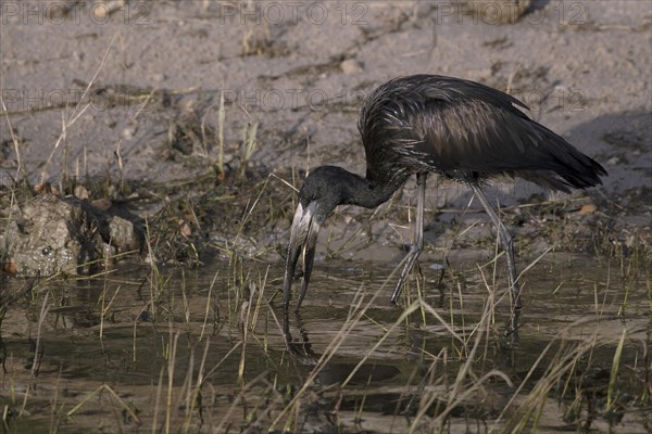 African openbill