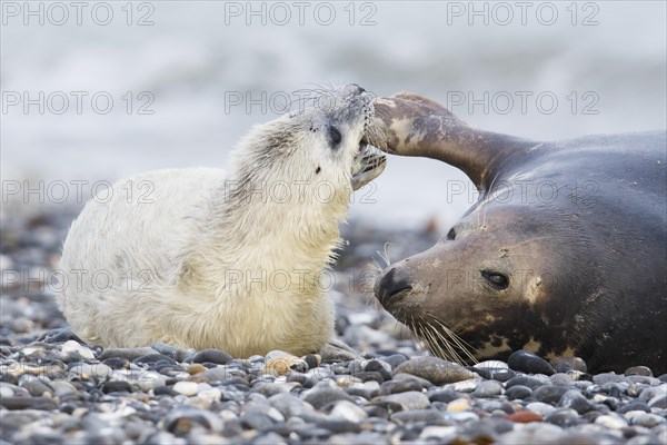 Grey seal