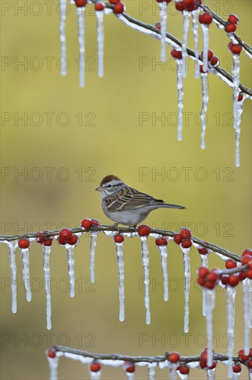 Chipping Sparrow