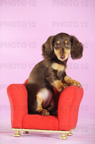 Long Haired Miniature Dachshund