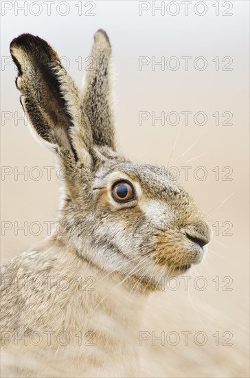 European hare