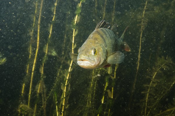 European perch