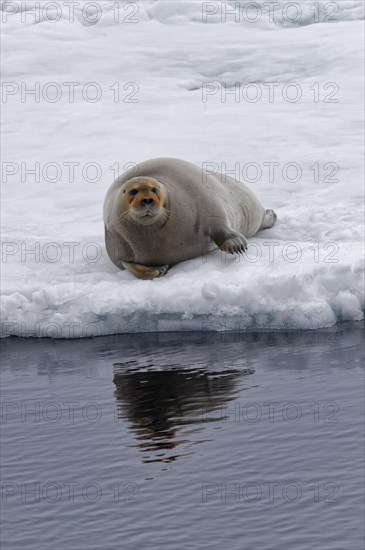 Bearded Seal