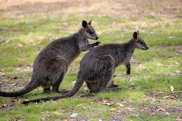 Marsh Wallabies