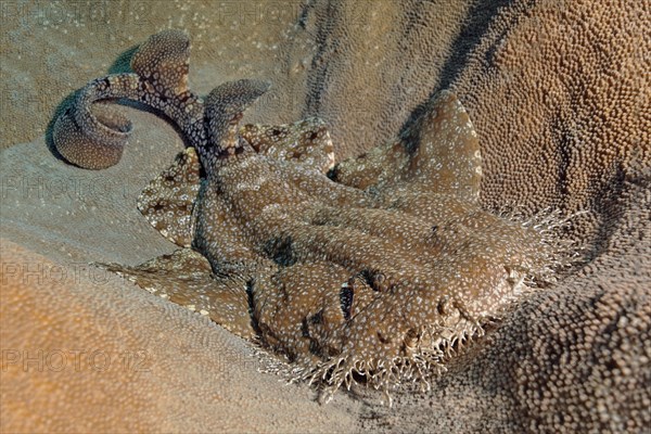 Tasselled wobbegong