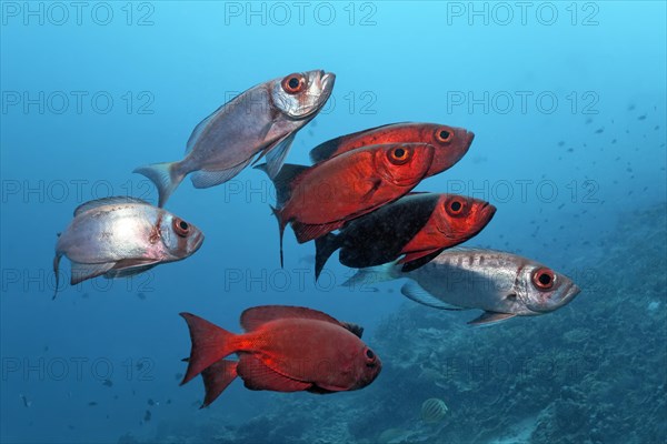 Small school of Common Bigeye