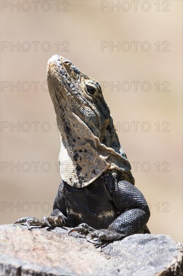 Close-up of black spiny-tailed iguana