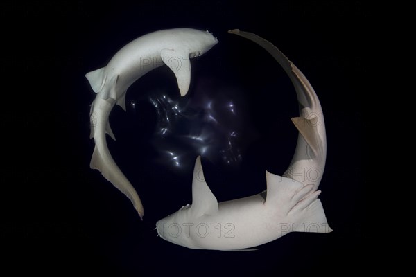 Two tawny nurse sharks