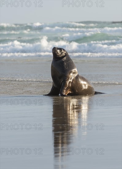 New Zealand Sea Lion