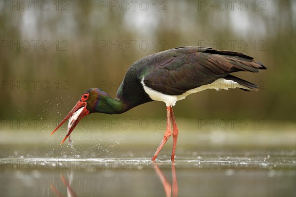 Black stork