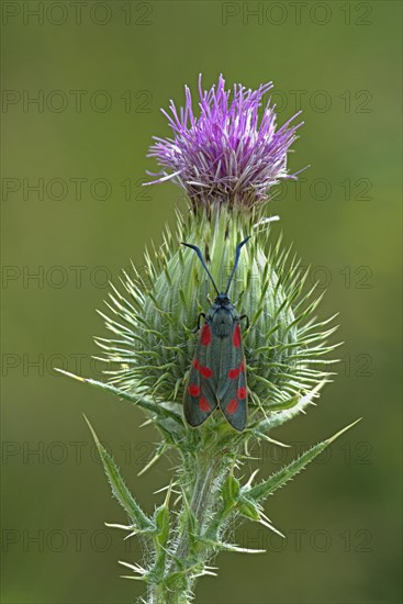 Six-spot burnet