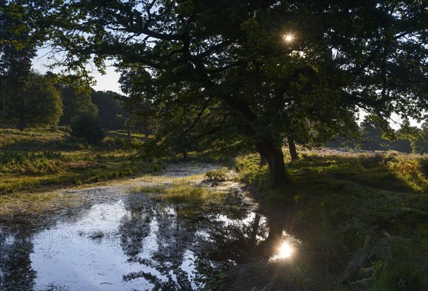 Small moor lake in the heath