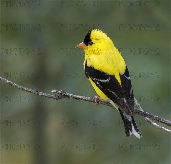 American goldfinch