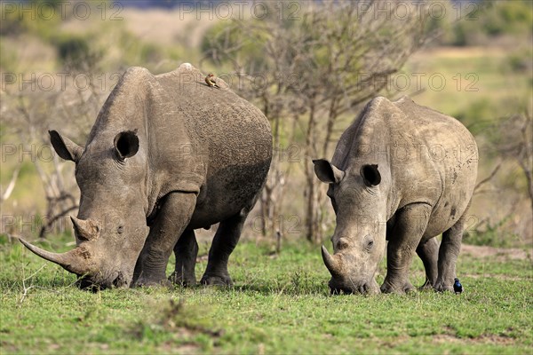 White rhinoceroses