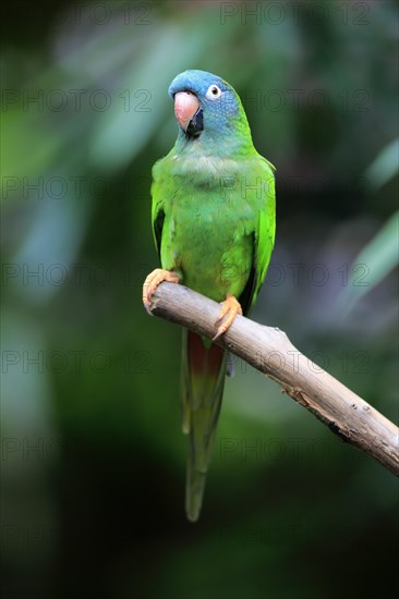 Sharp-tailed Parakeet