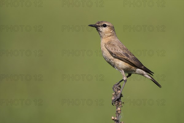 Isabelline wheatear