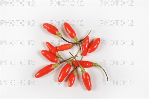 Fresh goji berries