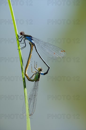 Red-eyed Damselfly