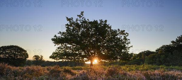 Sunrise on the heath