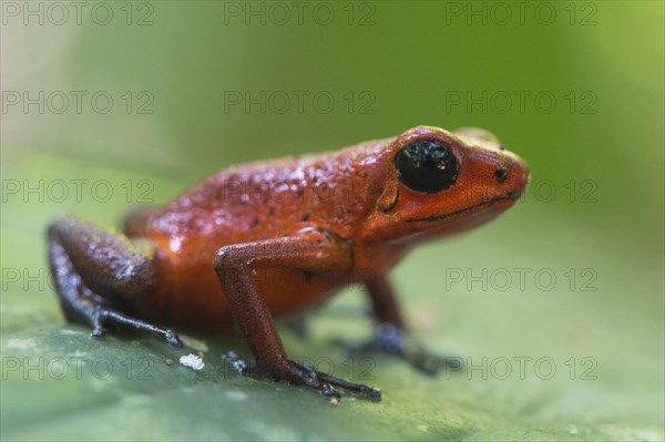 Strawberry poison-dart frog