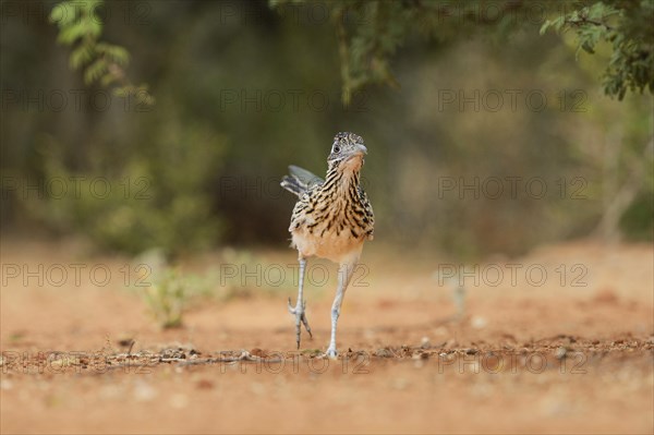 Greater Roadrunner