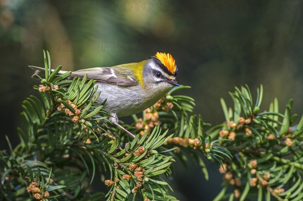 Common firecrest