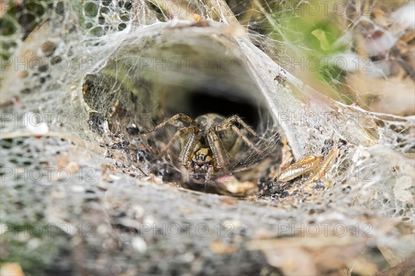 Web of Labyrinth Spider