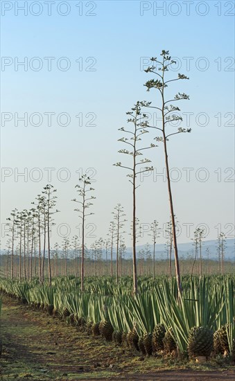 Sisal agave