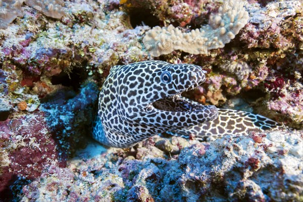 Honeycomb Moray