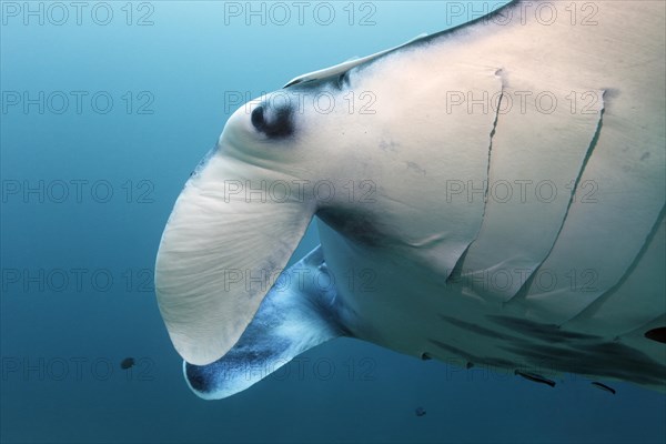 Reef manta ray