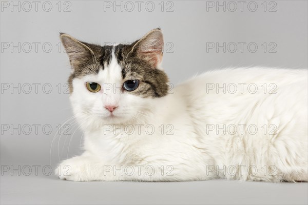 Pedigree cat Cymric