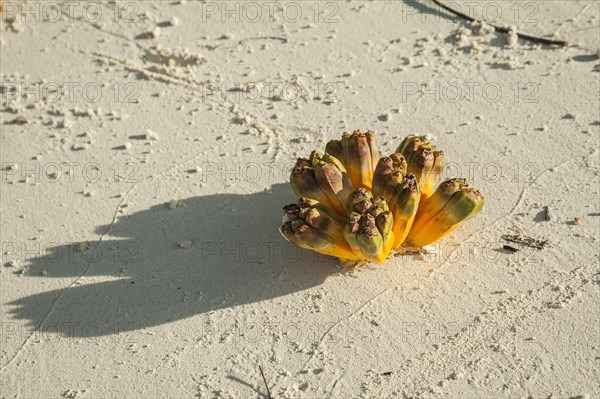 Fruits from the screw pine