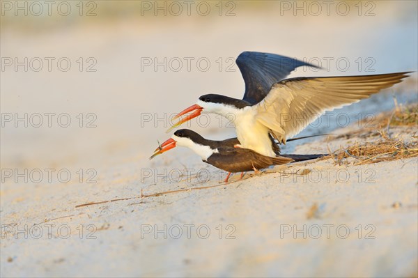 African skimmer