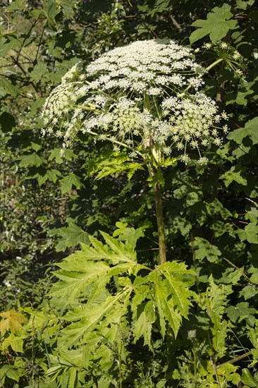 Giant hogweed or wild parsnip