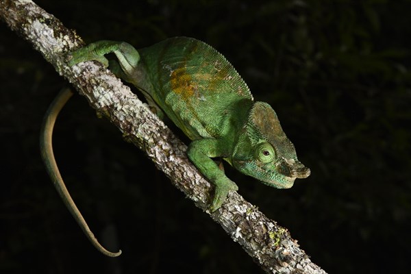 Parsons chameleon