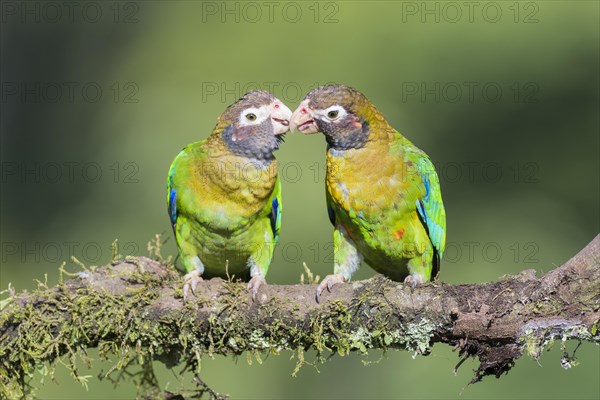 Brown-hooded Parrots