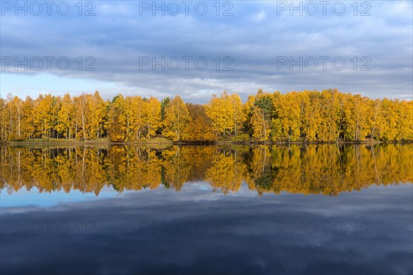 Colourfully coloured autumn forest