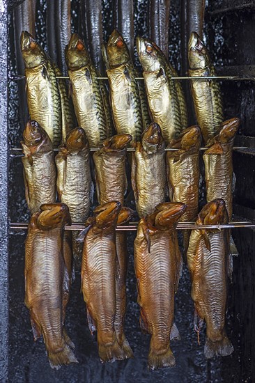 Smoked Atlantic mackerels