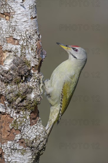 Grey-headed woodpecker