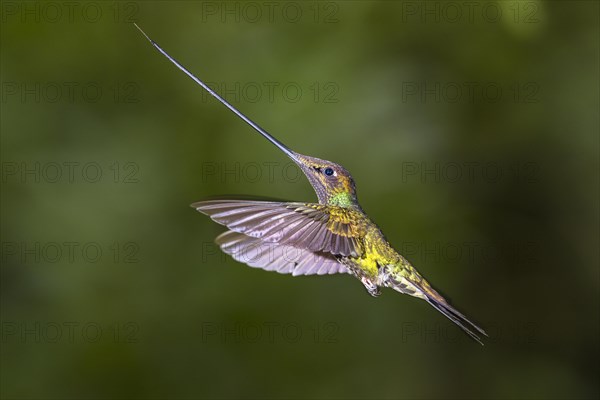 Sword-billed hummingbird